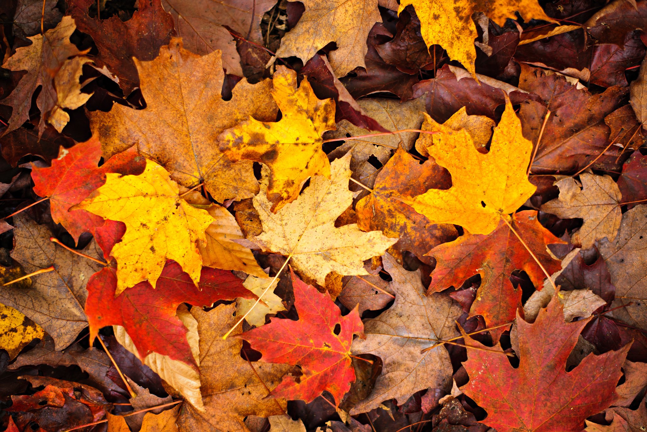 Fall Leaves Background